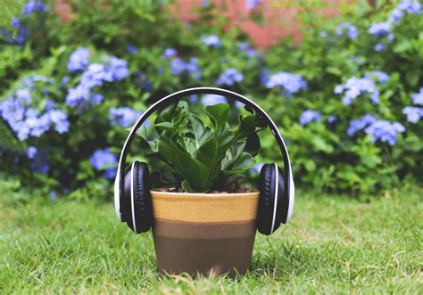 Do Plants Like Music? And Other Thoughts on Plant Aesthetics